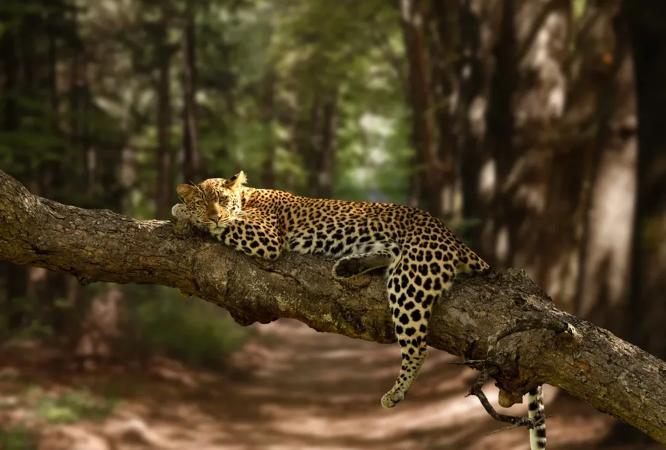 Leopard in Serengeti
