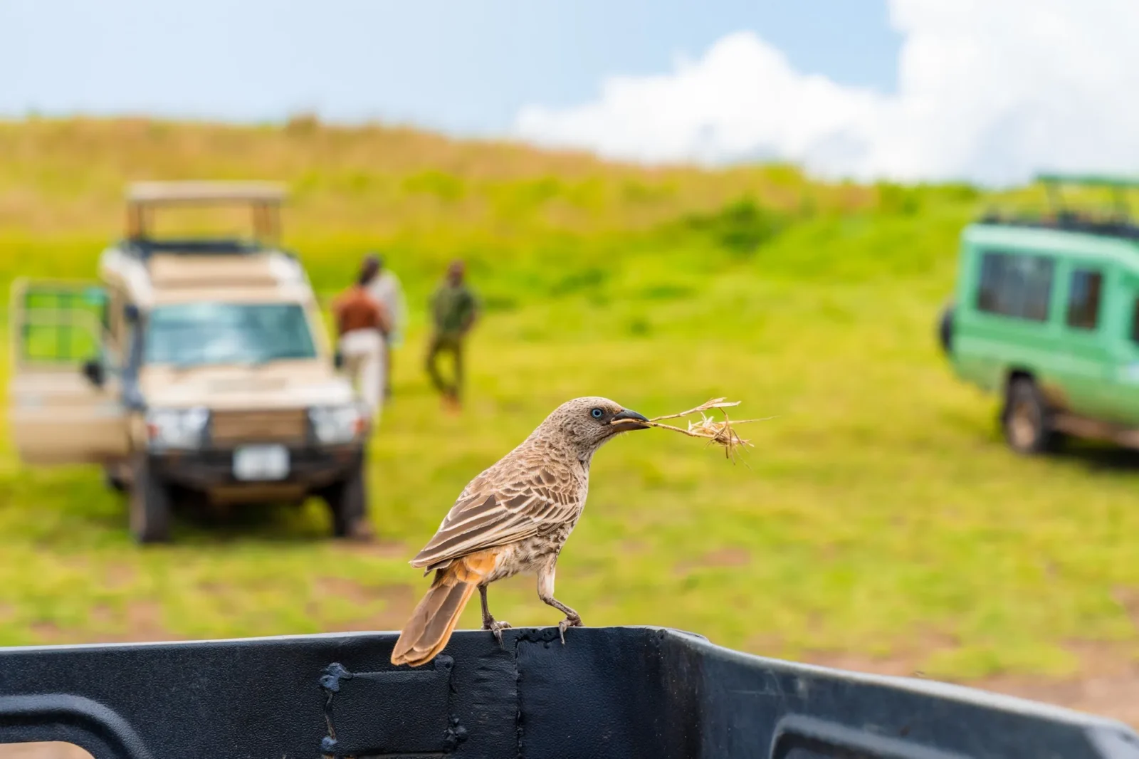 A Safari in Nyungwe Forest National Park