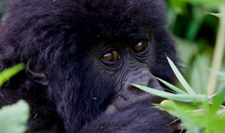 Young mountain gorilla in Mgahinga