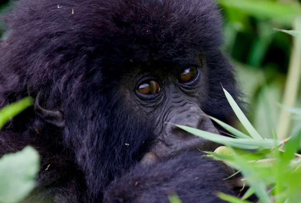 Young mountain gorilla in Mgahinga