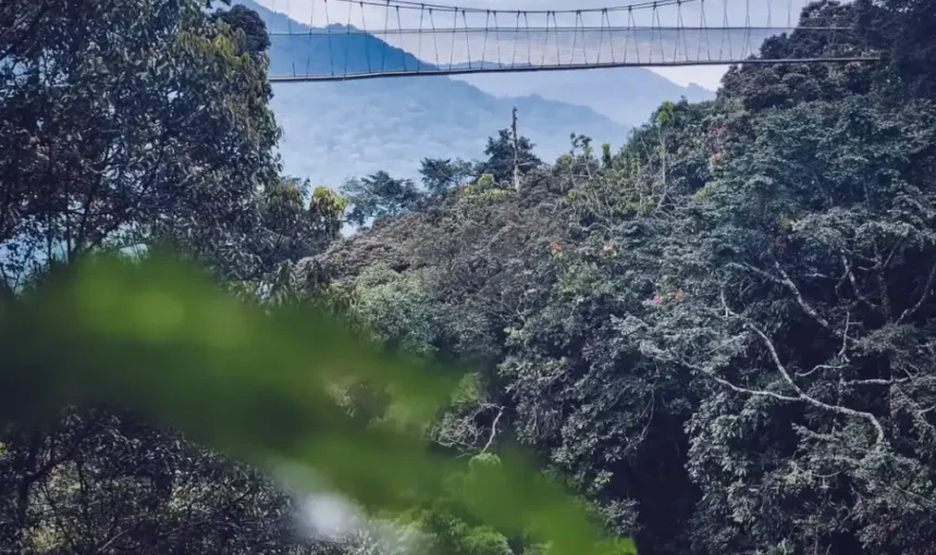 Nyungwe Forest Canopy walk