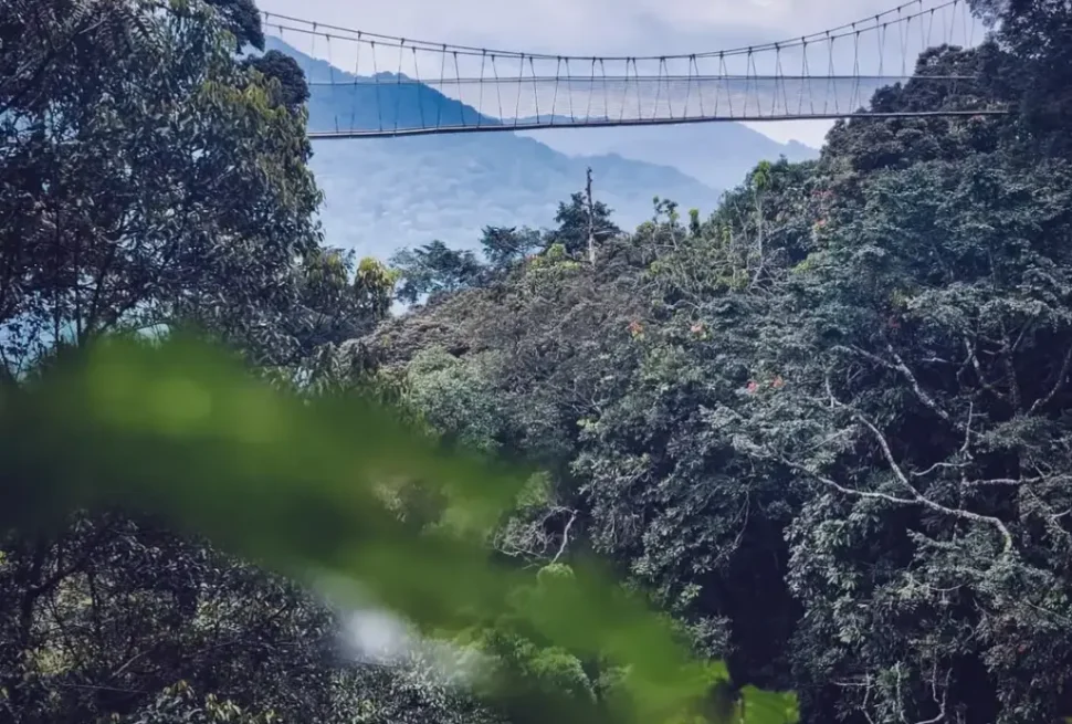 Nyungwe Forest Canopy walk