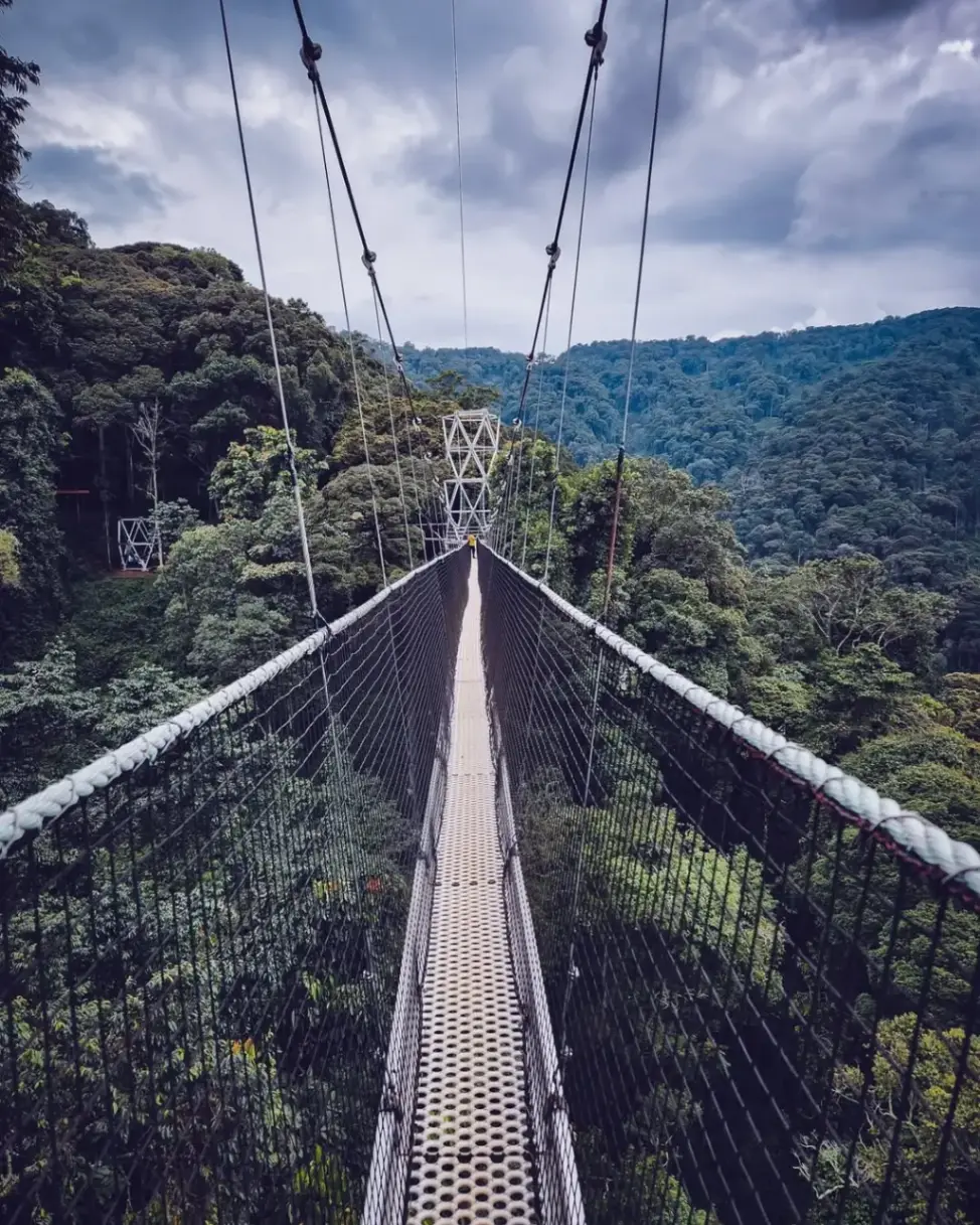 Nyungwe Forest Canopy Walk Tours