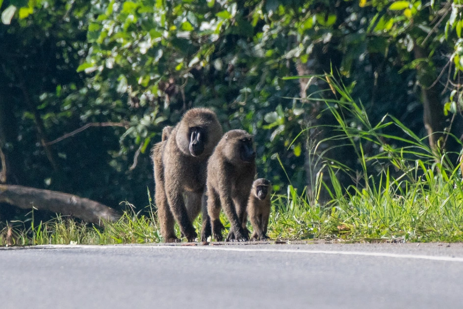 Olive Baboon in Kibale