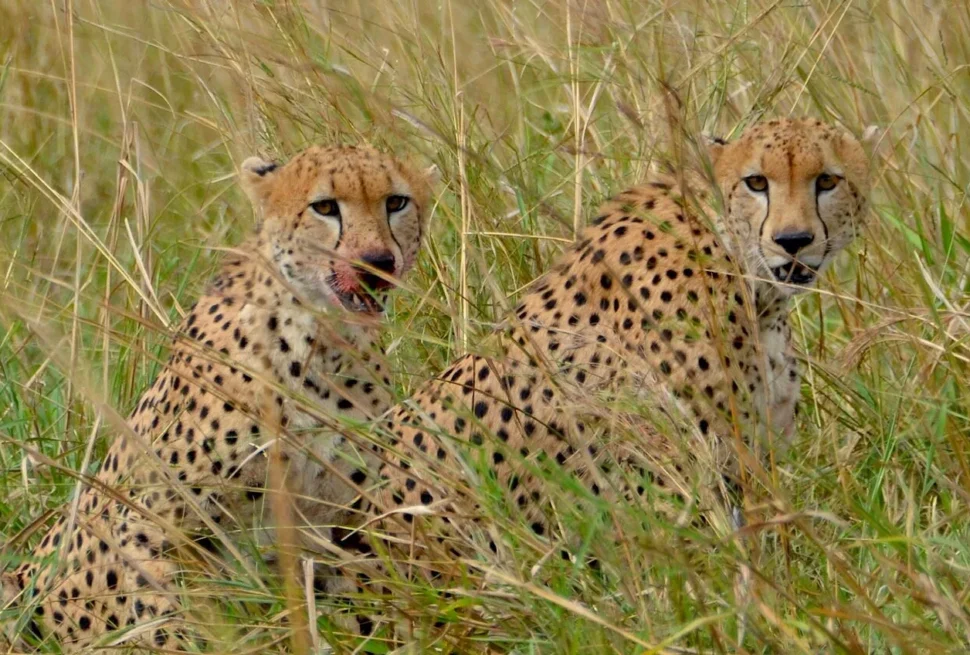 Cheetahs roaming the savannah in Kidepo Valley National Park