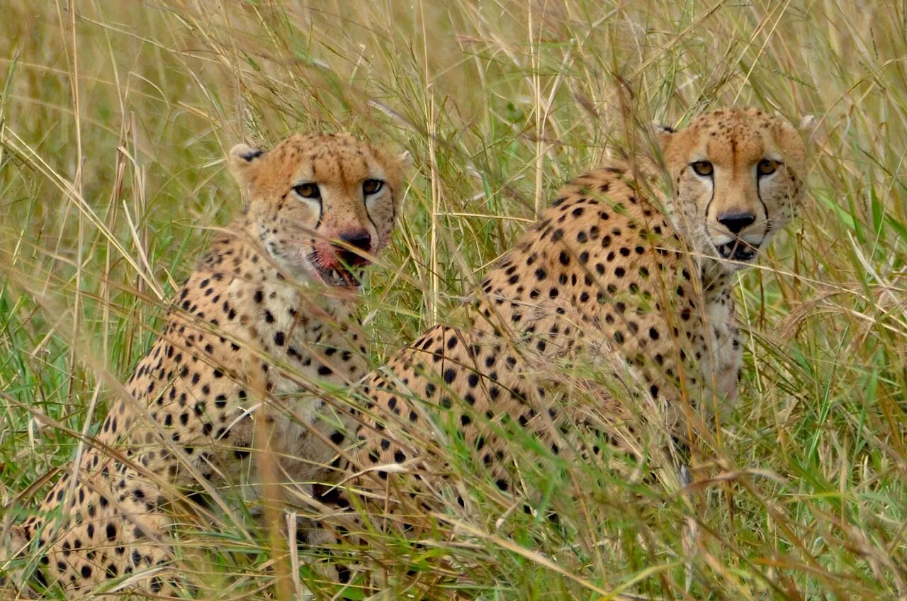 Cheetahs roaming the savannah in Kidepo Valley National Park