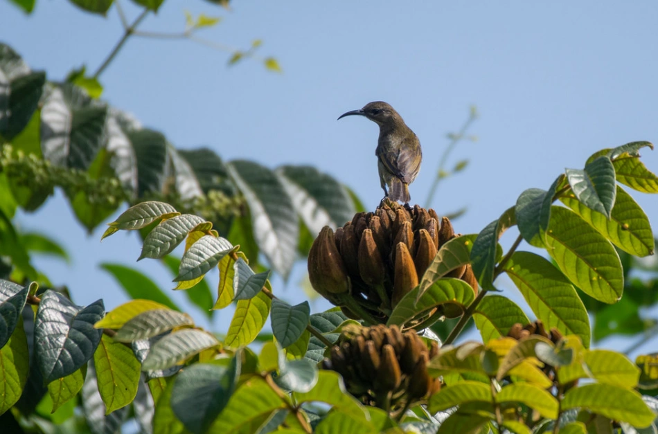 A sun bird in Kibale NP