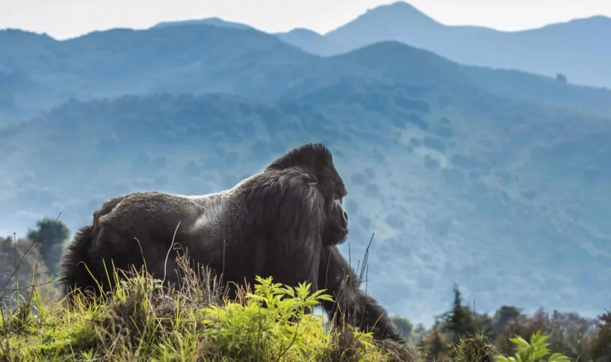 A Silverback in Mgahinga