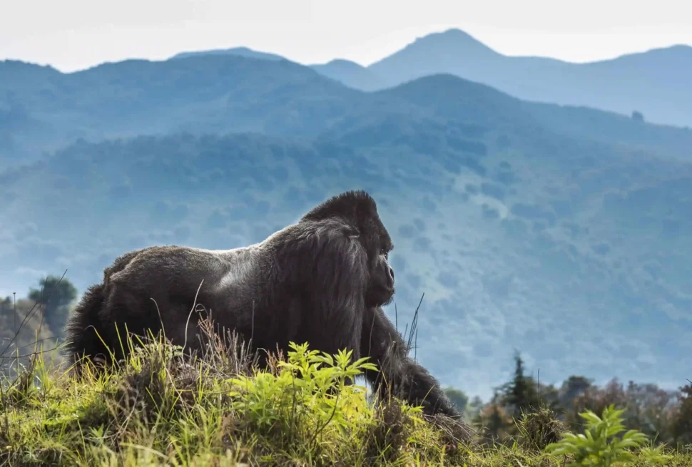 A Silverback in Mgahinga