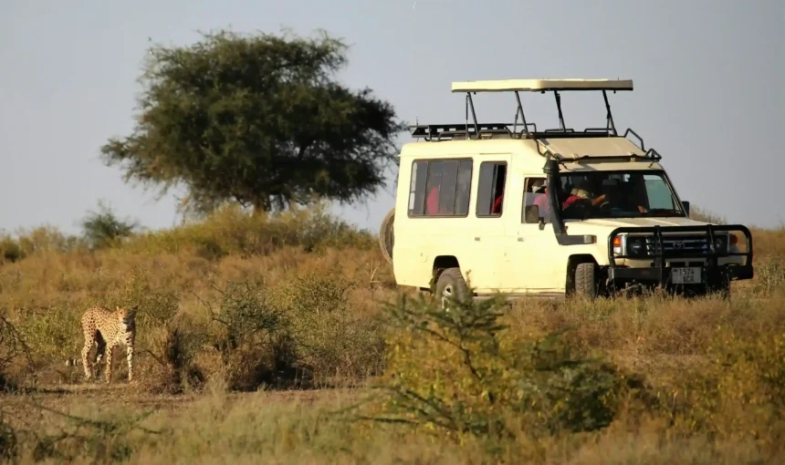 Wide-angle view of a safari vehicle watching leopard on an East African savanna at sunrise.