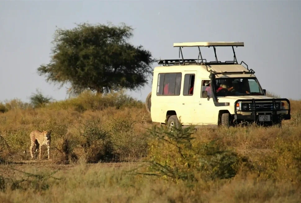 Wide-angle view of a safari vehicle watching leopard on an East African savanna at sunrise.