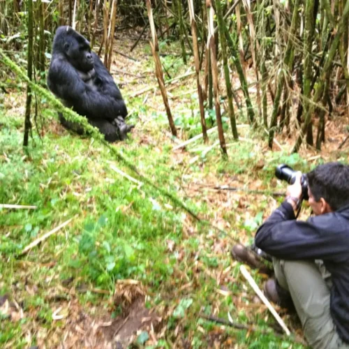A traveller taking a picture of a silverback gorilla in Bwindi