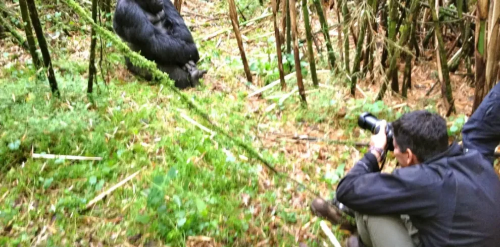 A traveller taking a picture of a silverback gorilla in Bwindi