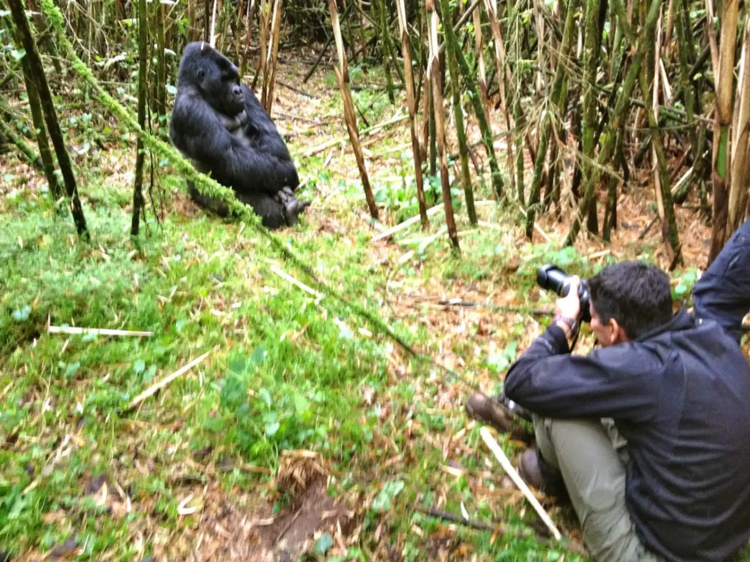 A traveller taking a picture of a silverback gorilla in Bwindi