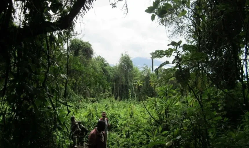 Combining Akagera National Park with Gorilla Trekking in Rwanda