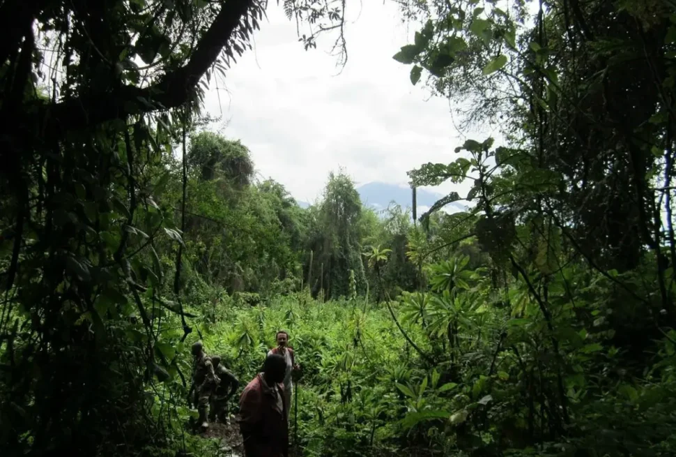 Searching for a gorilla family in Volcanoes National Park in Rwanda