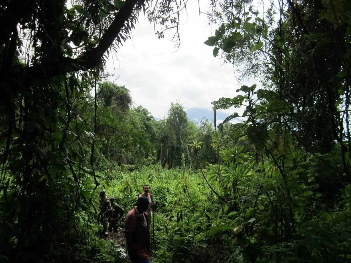 Searching for a gorilla family in Volcanoes National Park in Rwanda
