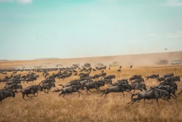 Wide-angle view of safari vehicles near wildlife on East African savanna.