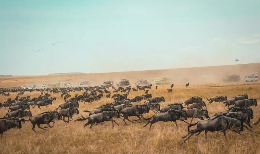 Wide-angle view of safari vehicles near wildlife on East African savanna.
