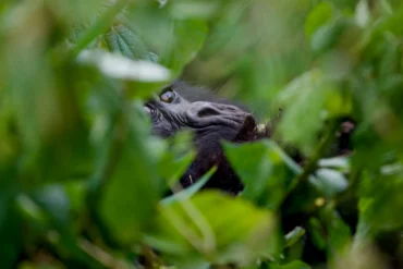 Bwindi Forest National Park Gorilla Tours