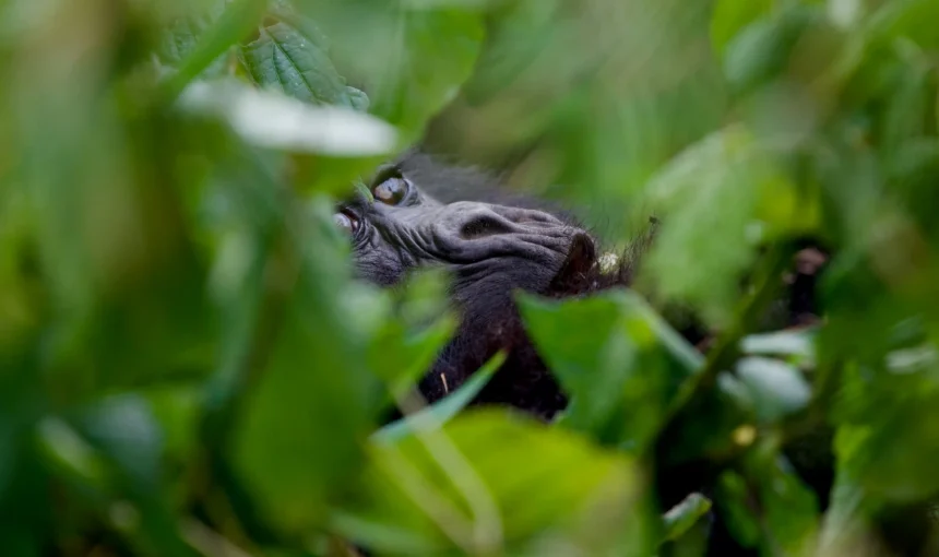 Bwindi Forest National Park Gorilla Tours