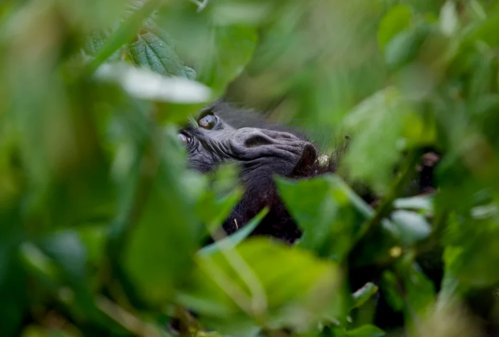 Bwindi Forest National Park Gorilla Tours
