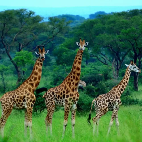 Giraffes in Murchison Falls NP