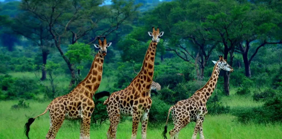 Giraffes in Murchison Falls NP