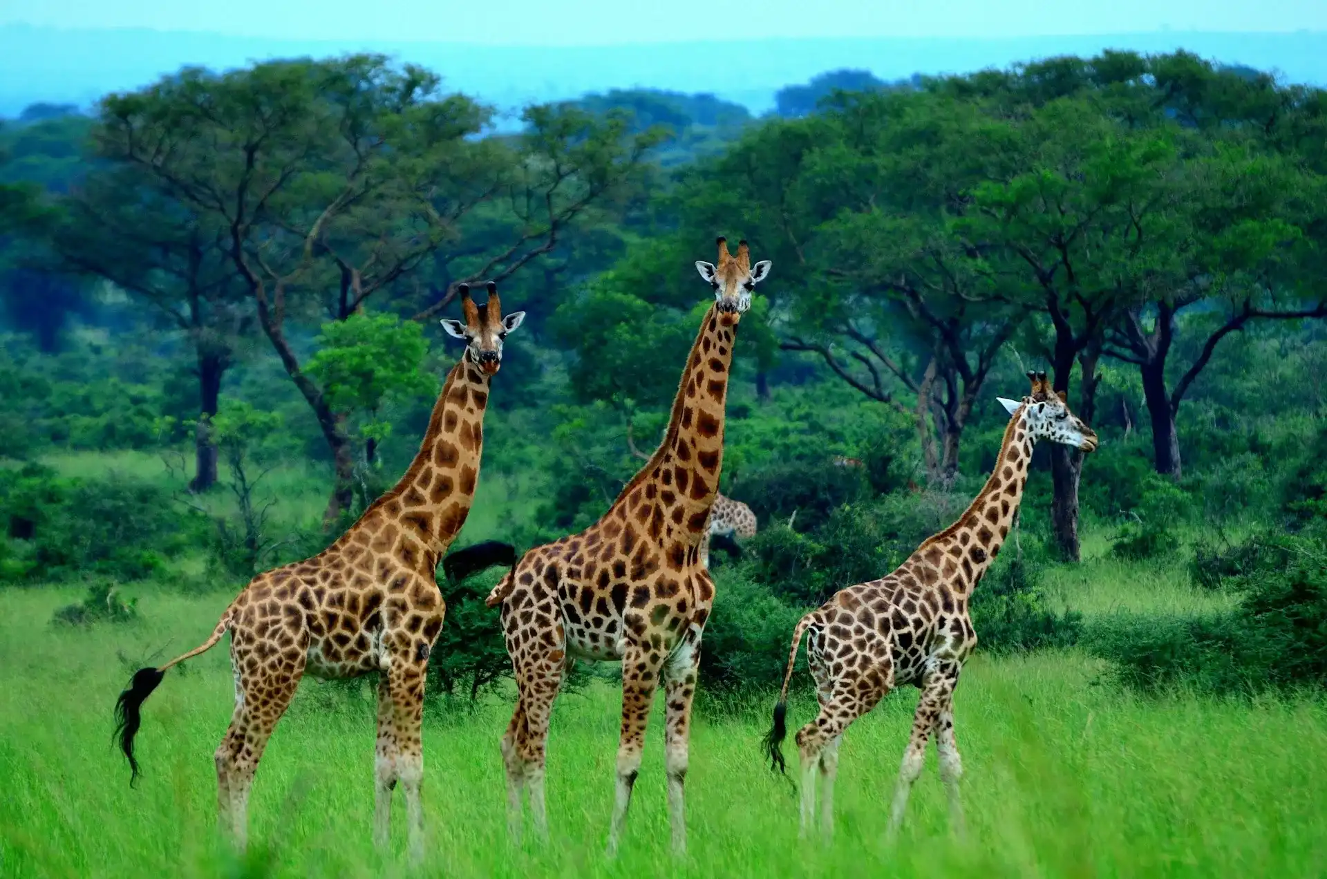 Giraffes in Murchison Falls NP
