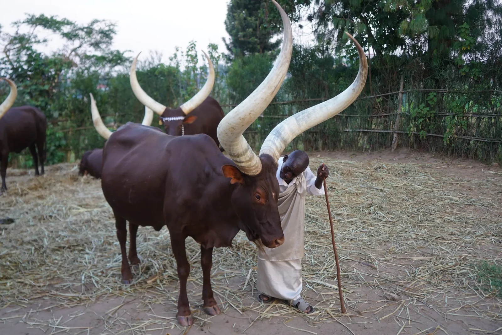 Inyambo cattle of Rwanda