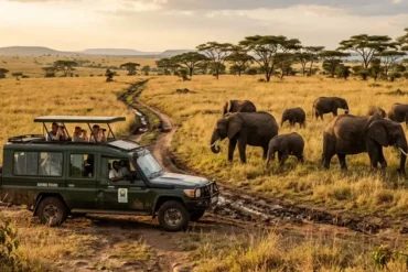 Elephants are one of Uganda’s most reliable Big Five sightings in the major savanna parks.