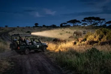 Night drives reveal a side of Uganda’s parks that daytime safaris often miss.