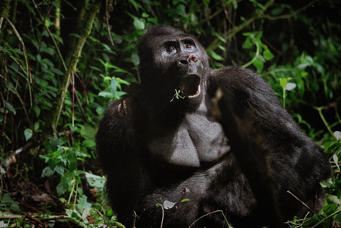bonane-silverback