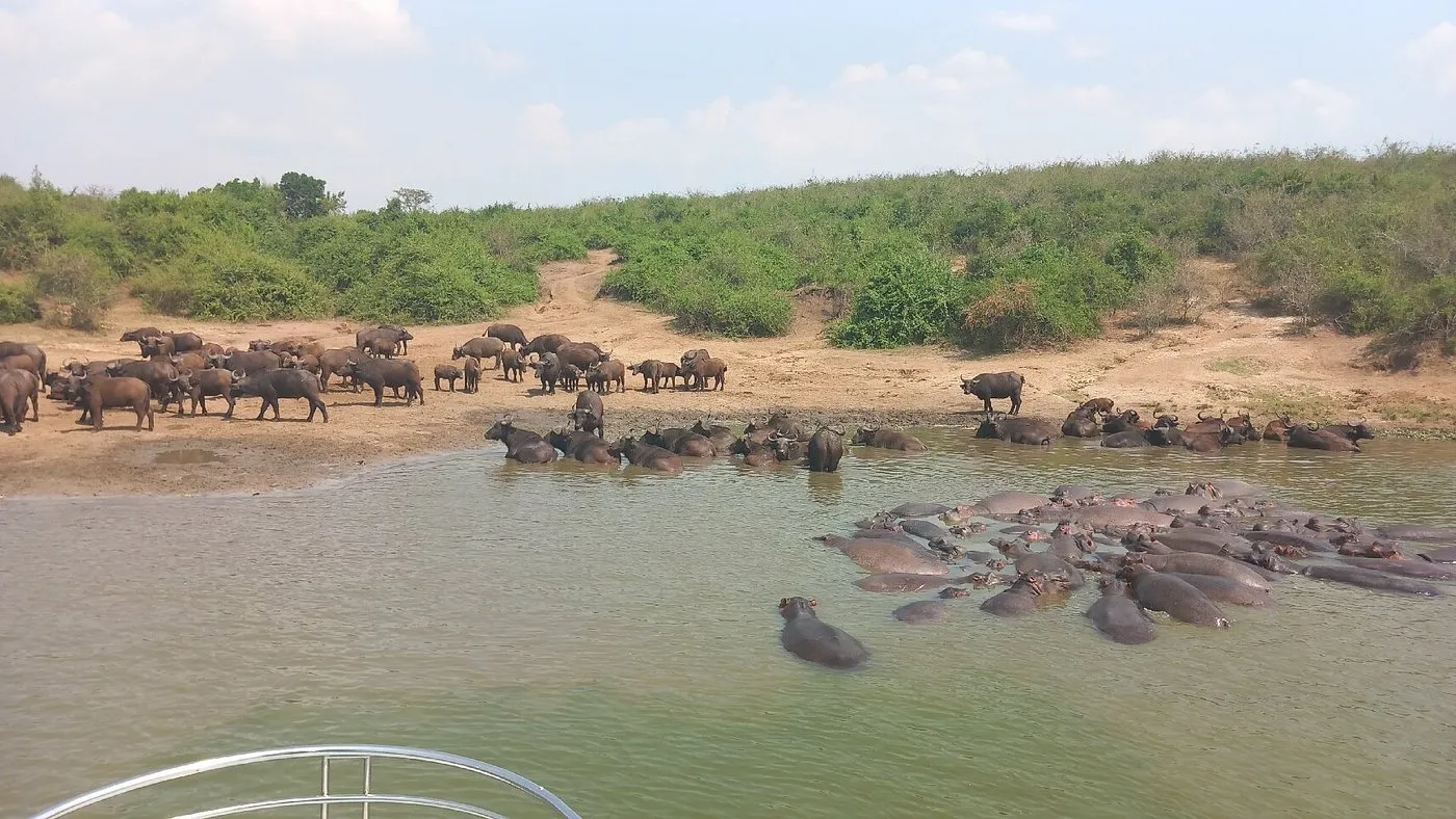 Hippos in Kazinga Channel