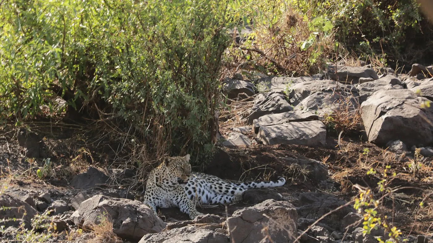 A leopard near Observation Hill in Amboseli