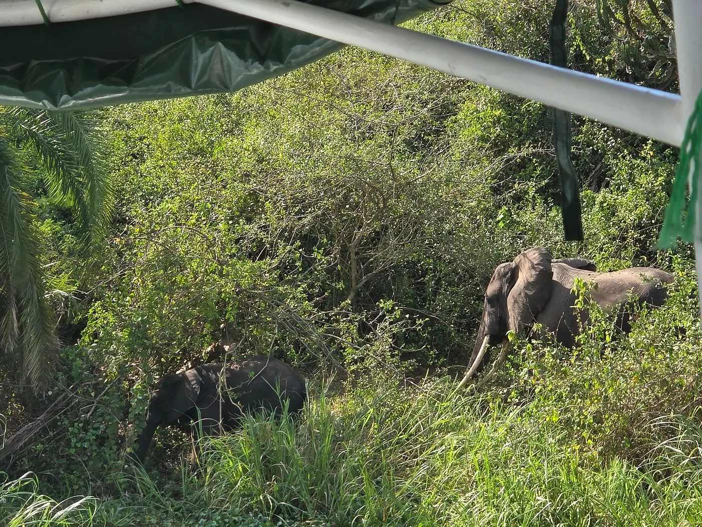 Elephants grazing near Kazinga Channel