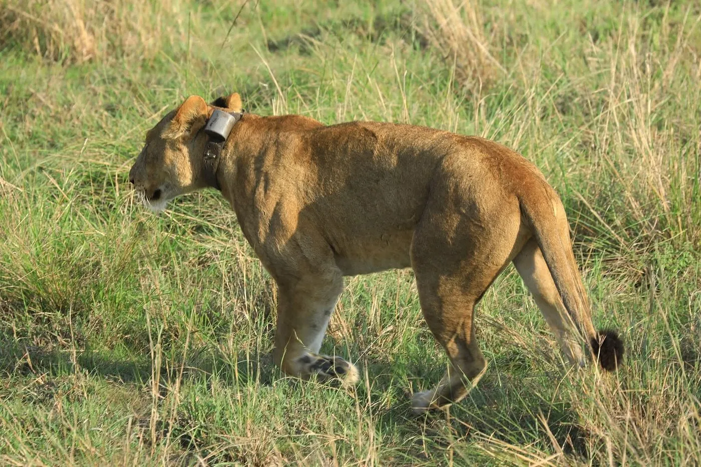 Ishasha is famous for lions that often rest in trees during the heat of the day.