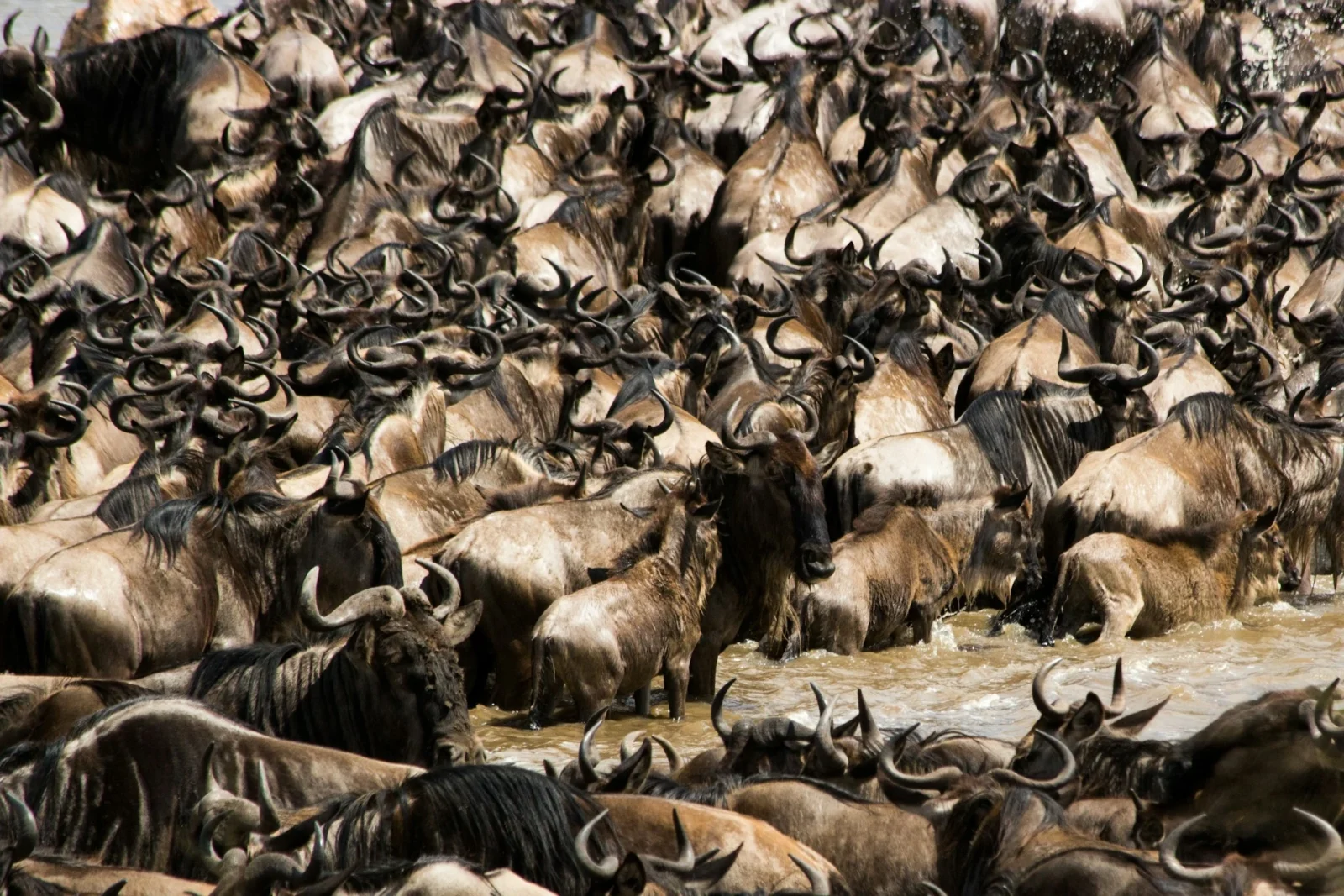 The Serengeti is built for long-distance wildlife viewing across open country.