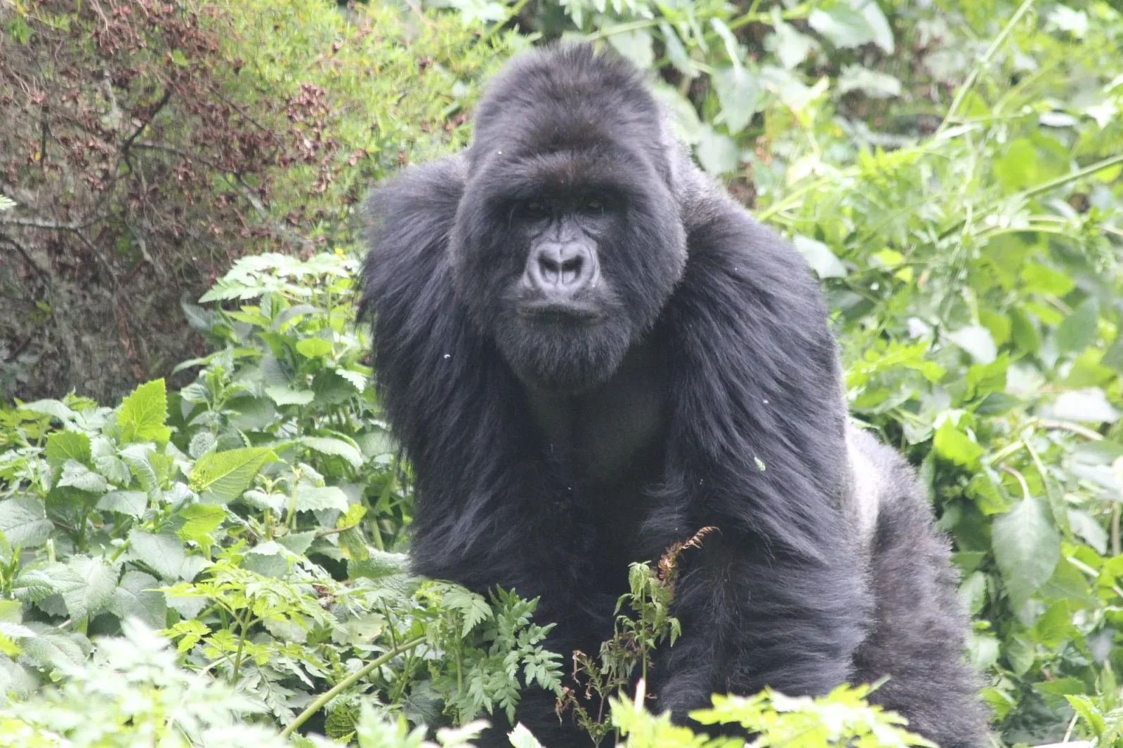virunga-national-park
